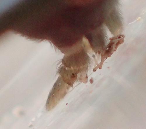 Réf. 270 342 : Atypus affinis